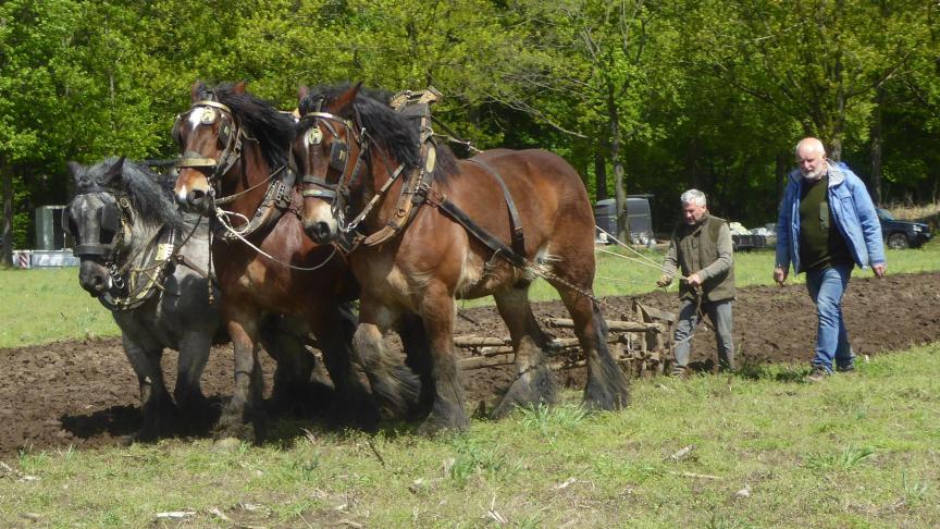 Marc Somers uit Lint met twee bruine paarden en Wim Van Os uit Nijlen met zijn bruinschimmel.