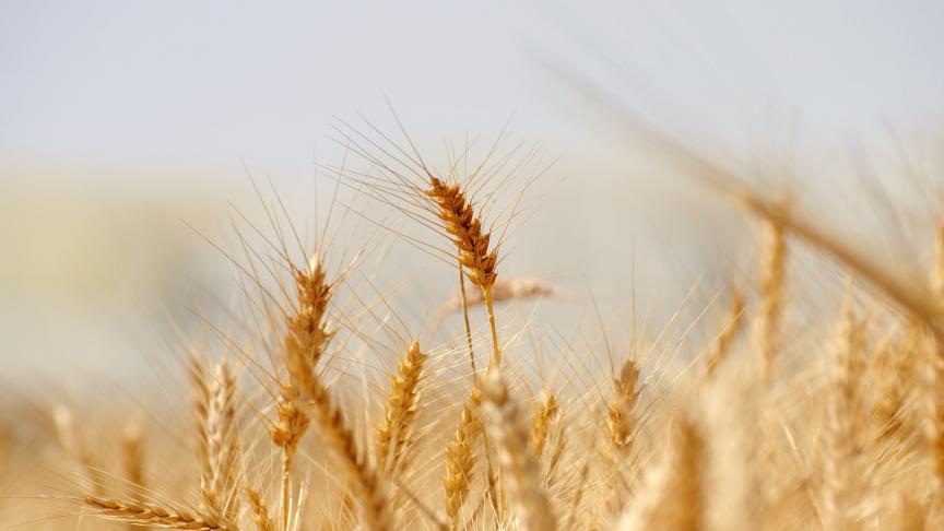 De wereldwijde productie van tarwe zal in seizoen 2018/2019 afnemen, aldus de USDA.
