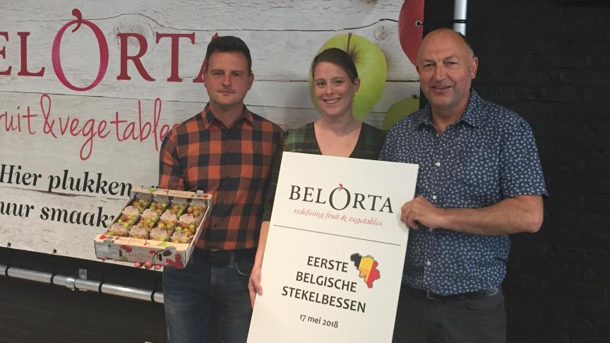Teeltbedrijf Vandercappellen uit Voort teelde de eerst verhandelde Belgische stekelbessen van het seizoen. Rechts op de foto vader Steve.