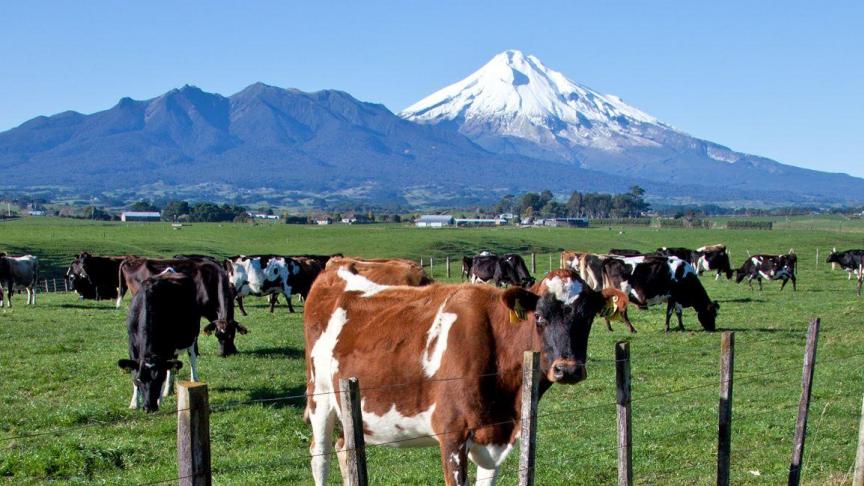 Zowel Nieuw-Zeeland als Australië zijn grote zuivelproducenten. Op de foto koeien die grazen vlakbij de berg Taranaka in Nieuw-Zeeland.