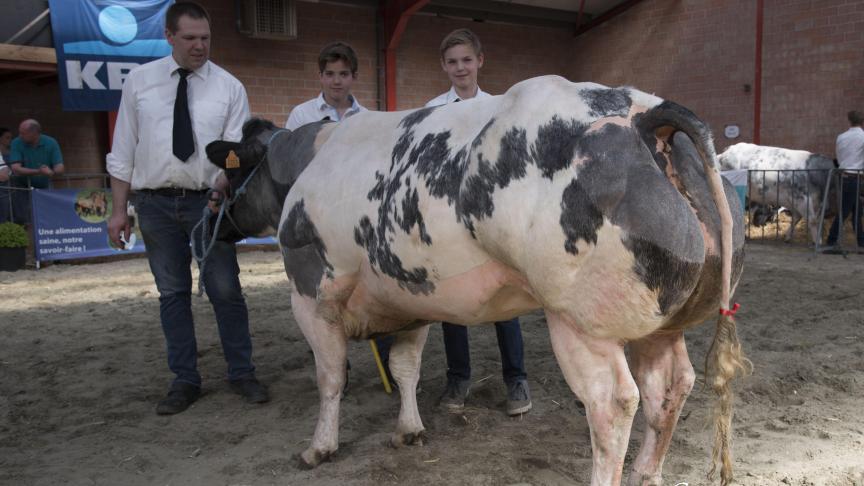 Karlien van Klaveren Aas (Grommit X Ichor), eerste prijs - gekalfde vaarzen en koeien van 32 tot 48 maanden. Eig.: Klaveren Aas-Van Osselaer Lv, Melsele.