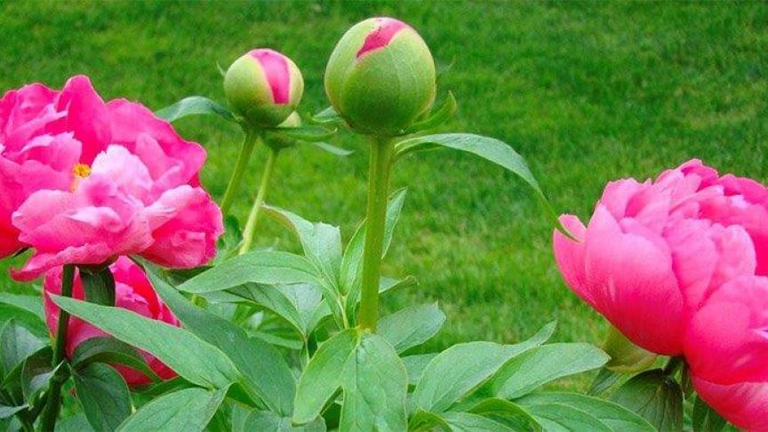 Pioenen worden vanwege hun op rozen gelijkende bloemen ook wel pioenrozen genoemd.