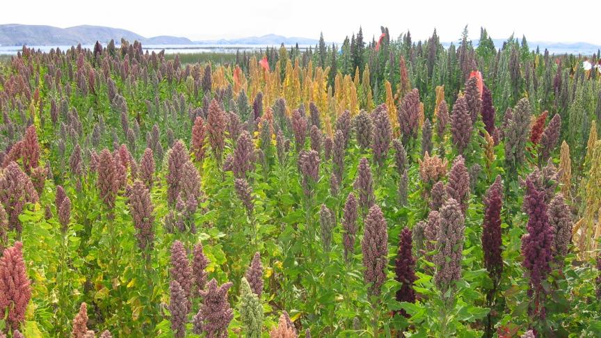 Quinoa wordt met name veel geteeld in landen als Peru en Bolivia.