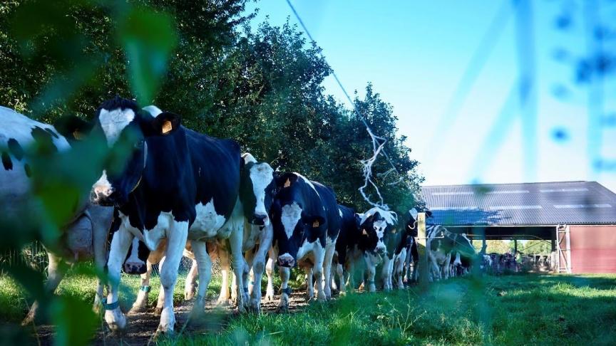 De routeplanner moet melkveehouders onder meer helpen om hun ideale veestapel te bepalen.