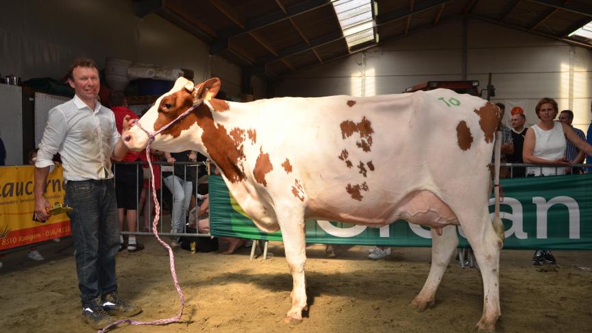Jacey (v. Sacarno), kampioen koeien melkvee. Eig.: Van Der Meulen G., Markegem.