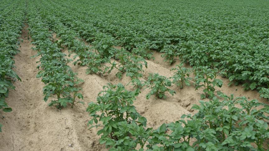 Sommige aardappelpercelen hebben last van opkomstproblemen, andere van droogte,  te veel water of  coloradokevers.