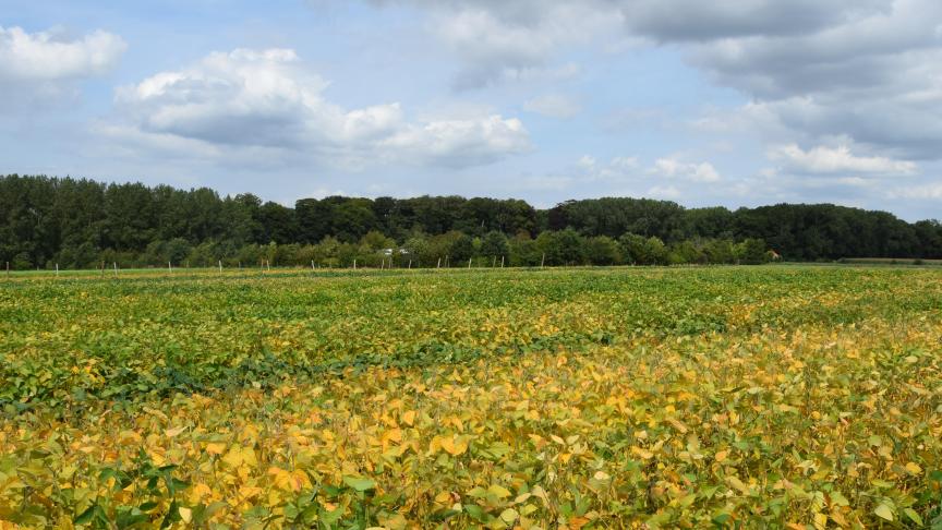 De sojateelt is volgens kenners lastiger dan bijvoorbeeld de teelt van tarwe.