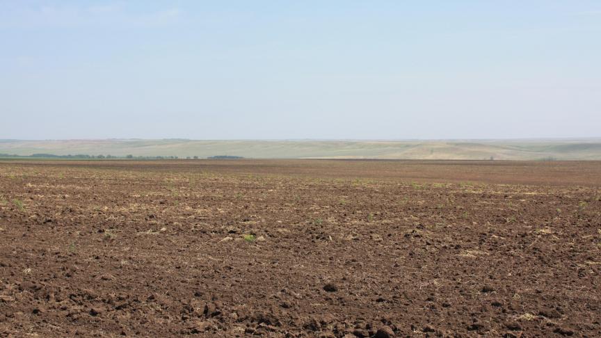De Russische graanoogst lijkt dit jaar tegen te vallen vanwege extreme droogte.