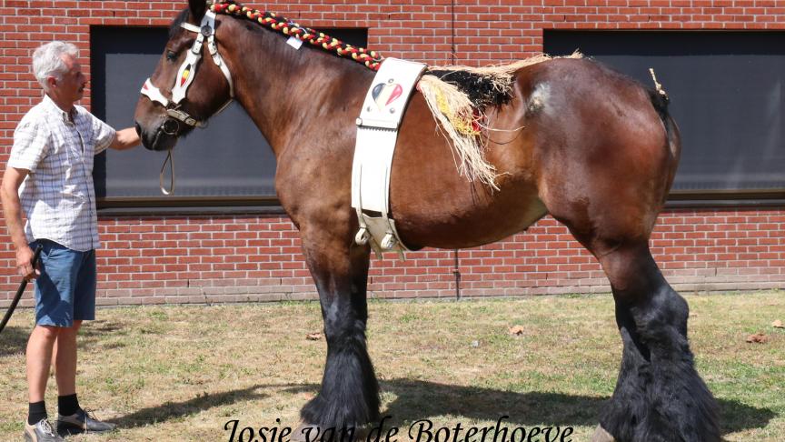 Josje van de Boterhoeve, eerste prijs bij de merries geboren in 2014 & 2013. Eig.: Luc & Ignace Imschoot, Beervelde.