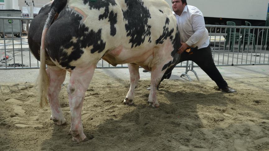 Jeritiere de Bieviene (Tilouis x  Odilon), eerste prijs koeien geboren tussen 1 feb. 2014 en 30 juni 2014. Eig.: Vanopdenbosch V.,  Bever.