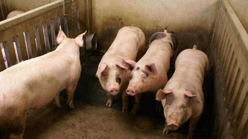 Nederland zet in op een warme sanering in de varkenssector.