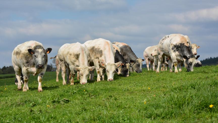 De handelsovereenkomst van de EU met Japan biedt kansen voor de export van Belgisch rundvlees.