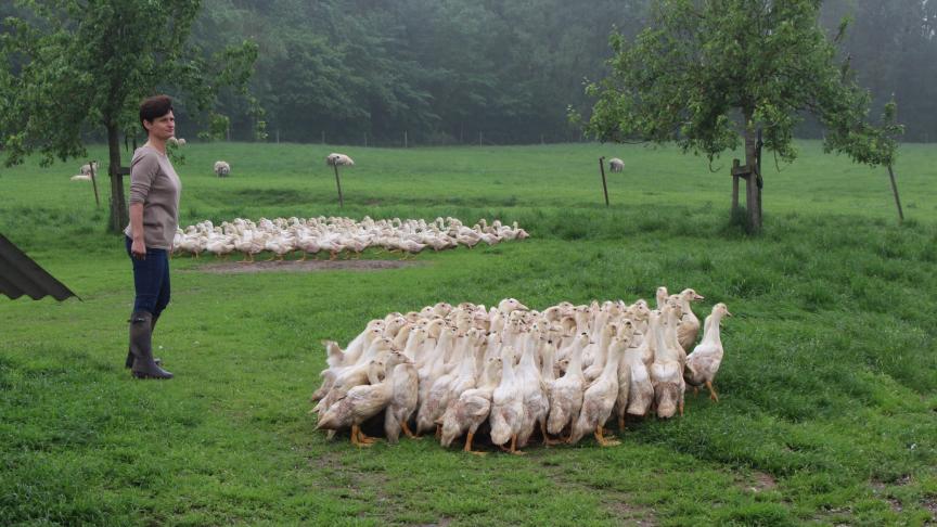In Vlaanderen is maar 1 producent van foie gras, maar in Wallonië ongeveer een dozijn.