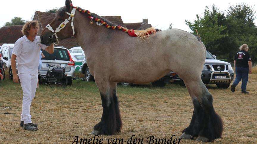 Amelie van den Bunder, eerste prijs bij de merries geboren in 2015 derde reeks. Eig.: Maarten Camerlinck-Wittemoer, Evergem.