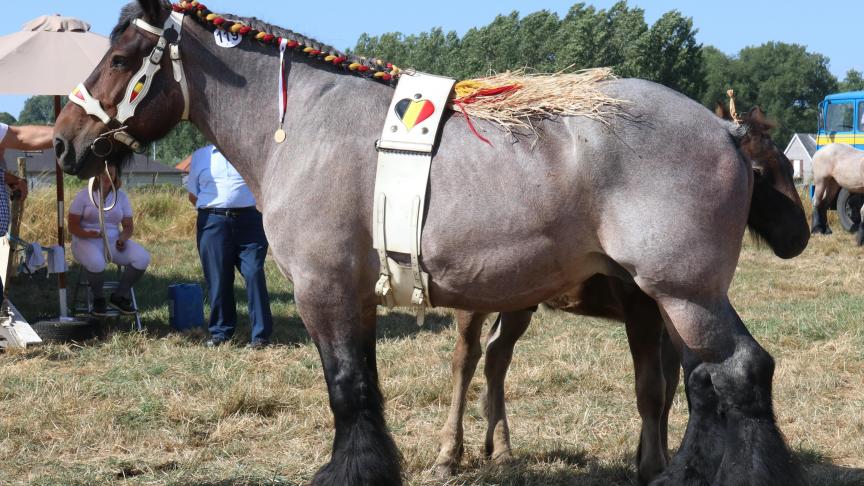 Renske van Hoeve Ruth, eerste prijs bij de merries geboren in 2008 en vroeger met veulen. Eig.: Luc & Ignace Imschoot, Beervelde.