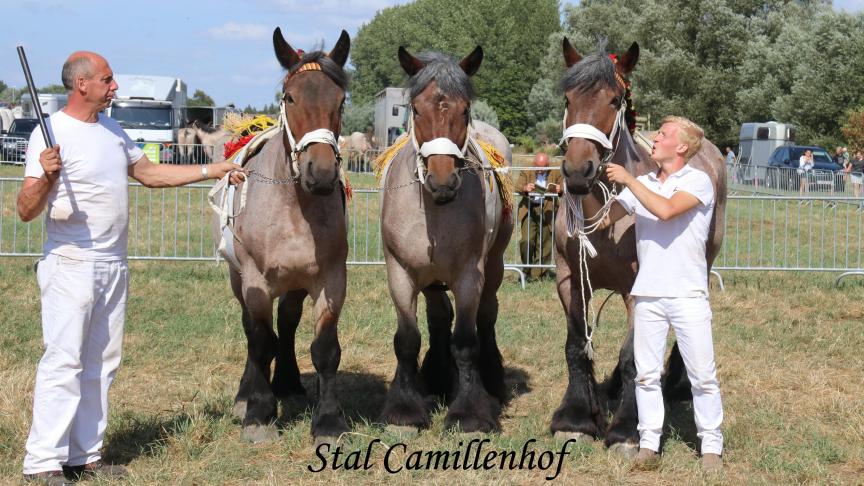 Stal van ‘t Camillenhof, eerste prijs bij de loten van 3. Eig.: Benjamien Kuse, Bazel.