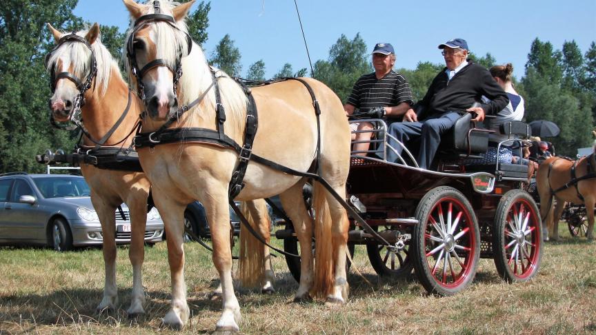 De oudste deelnemer - Nestor, 92 jaar - op de ledendag van de Vlaamse Haflingerclub.