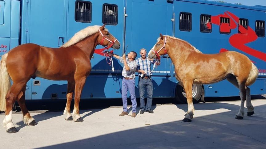 Twee Vlaamse Paarden vóór hun vertrek naar China.