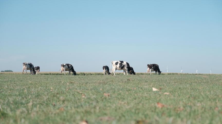 De extreme droogte lijdt tot schade bij veehouders
