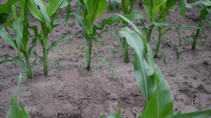 Maïs op ruggen zou betere wortels ontwikkelen en beter fosfaat opnemen.