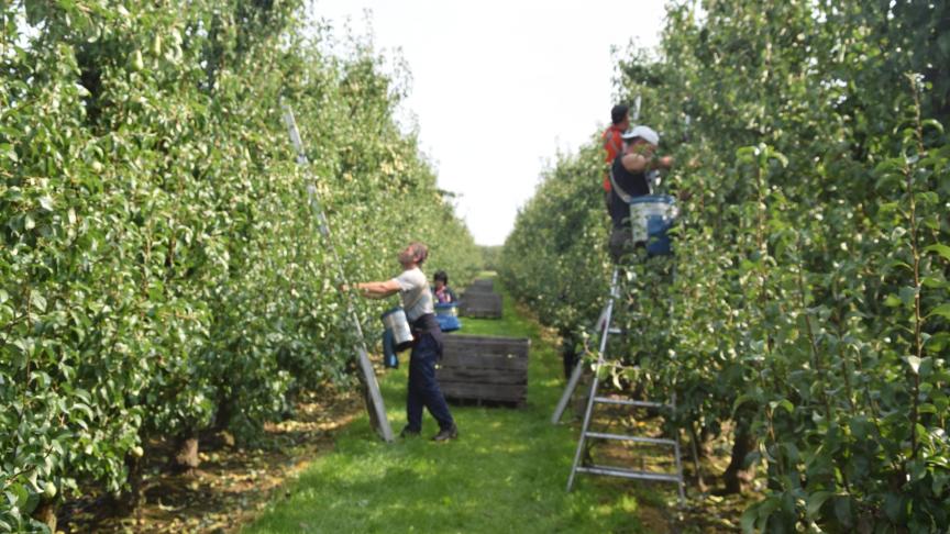De appel-en perenteelt gaat gebukt onder areaalgroei in Oost-Europa en de Russische sancties, aldus Boerenbond en NFO.