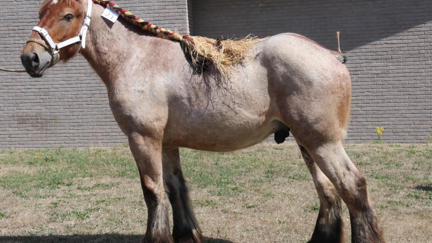 Wodan van de Boterhoeve, eerste prijs bij de hengstveulens geboren in 2017. Eig.: Luc & Ignace Imschoot, Beervelde.