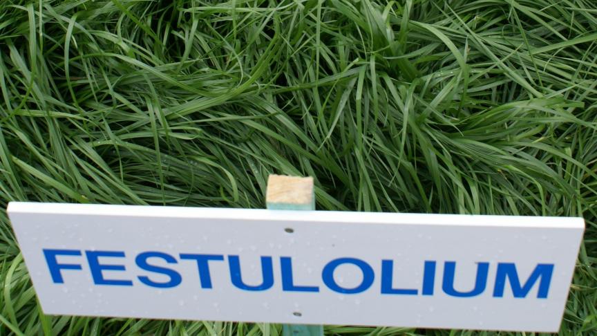 Onderzoekers proberen het beste van de twee werelden te combineren door Lolium typen  te kruisen met festuca’s, waardoor men Festulolium creëert.