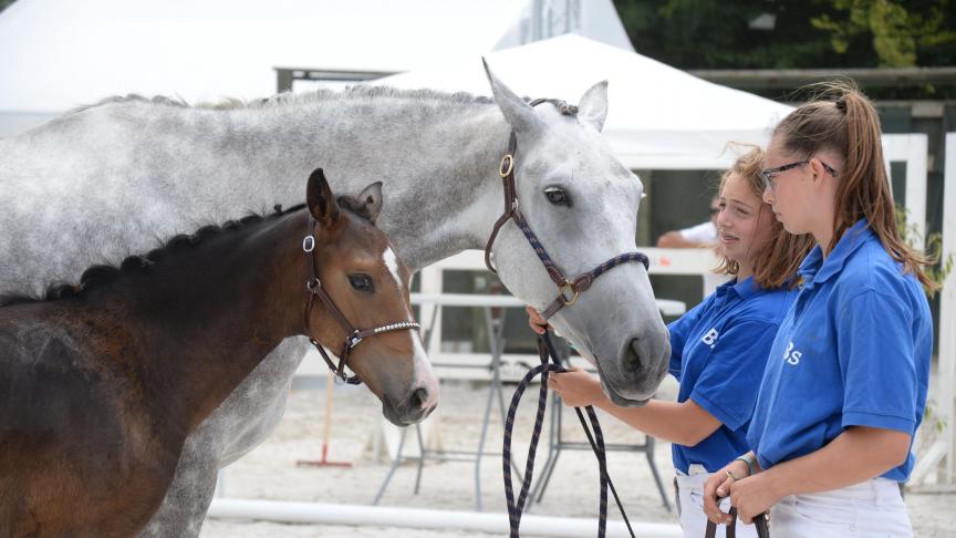 Maloubet des Hautes Bruyeres. Belgisch Kampioen veulens springen in Gesves 2018. Op de foto twee weken geleden vice-kampioen bij de mannelijke veulens in Libramont. Veelbelovend!