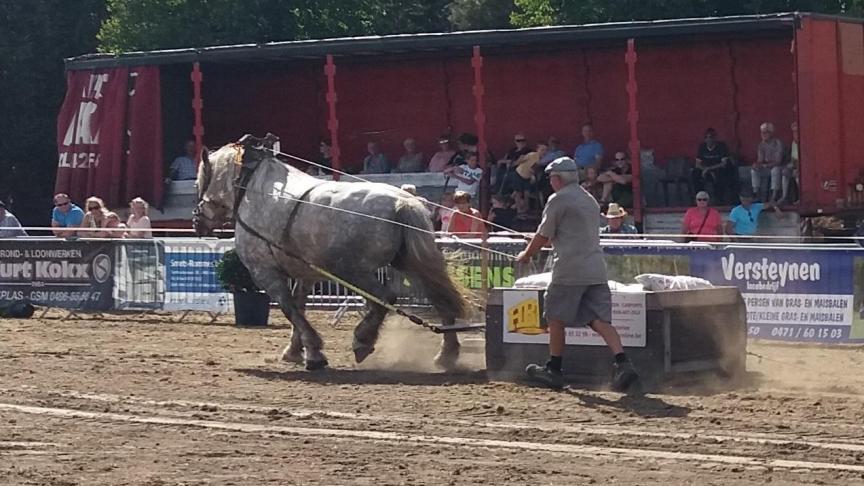 Winnaar Jos Stessens uit Arendonk met zijn vierjarige Boulonnais-merrie Prinses.