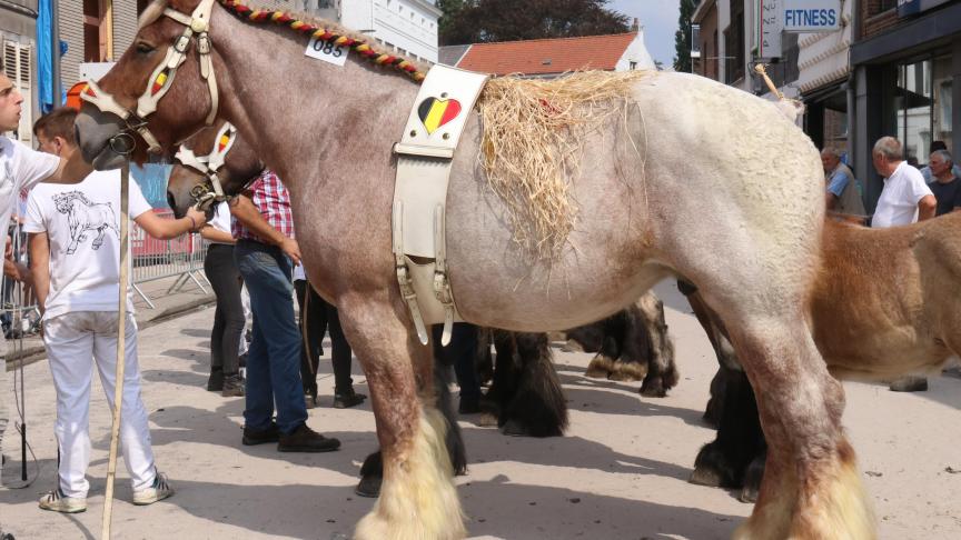 Agri – Lotte van de Boterhoeve, eerste prijs bij de merries van 4 jaar. Eig.: Luc & Ignace Imschoot, Beervelde.