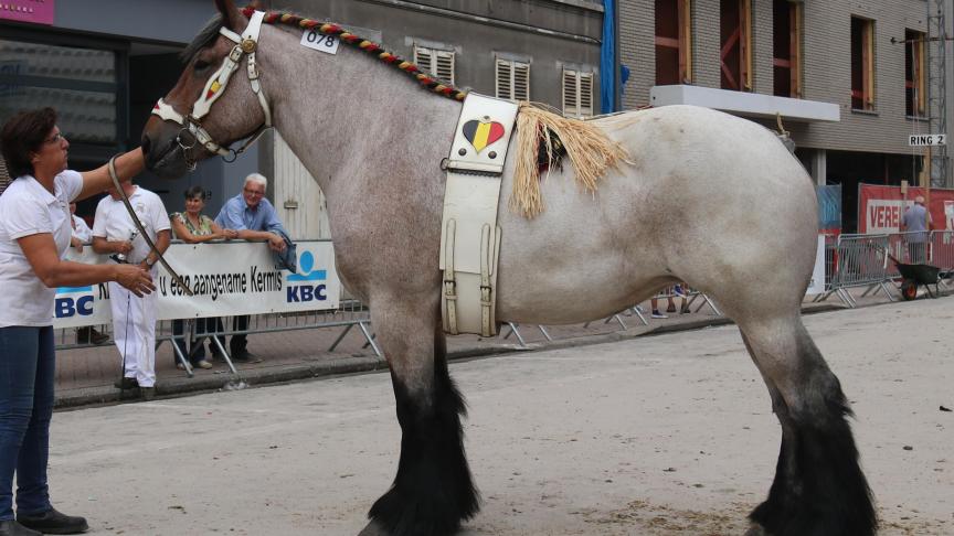 Elza van Vollezele, eerste prijs bij de merries van 3 jaar en tevens dagkampioene. Eig.: Dominique Van Riet, Londerzeel.