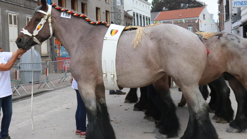 Evita van ‘t Costershof, eerste prijs bij de merries van 8 & 9 jaar. Eig.: Johan Vereertbrugghen, Opwijk.