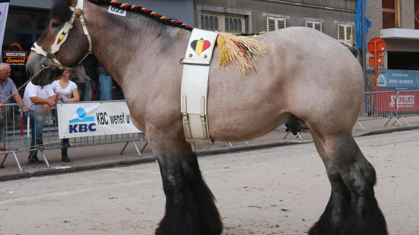 Fideel van ‘t Roetaart, eerste prijs bij de hengsten geboren van 4 jaar en ouder en tevens dagkampioen. Eig.: Dominique Van Riet, Londerzeel.