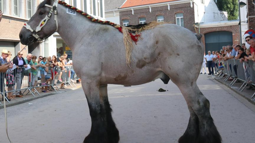 Matis van de Dooreplas, eerste prijs bij de hengsten van 3 jaar, eig. Luc & Ignace Imschoot, Beervelde.