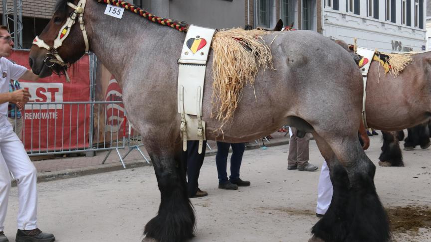 Renske van Hoeve Ruth, eerste prijs bij de merries van 10 jaar en ouder. Eig.: Luc & Ignace Imschoot, Beervelde.