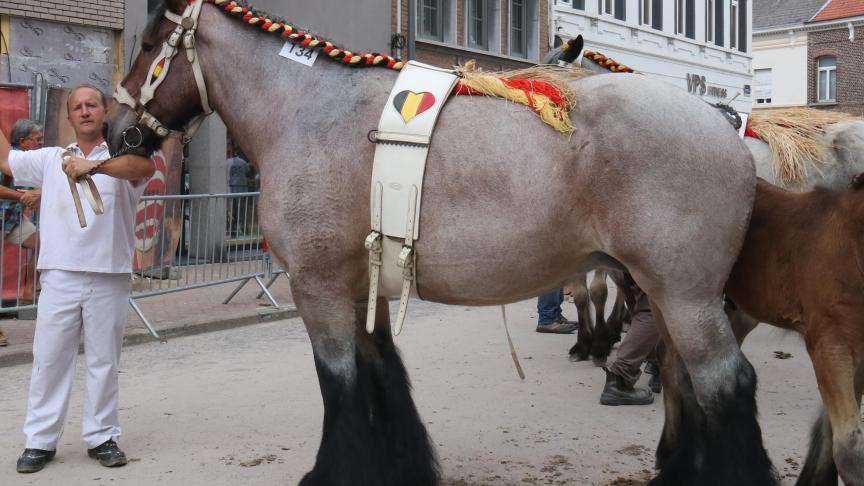 Valerie van de Spoorweg, eerste prijs bij de merries van zes en zeven jaar. Eig.: Didier Van Hoorebeke, Oosteeklo.