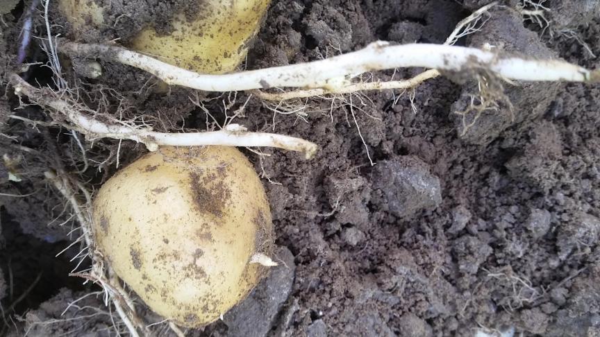 In aardappelen is doorwas, loofdoding en de strategie richting bewaring een zorg.