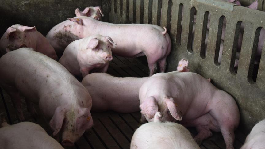 Voor de varkenshouderij is een nachtmerrie uitgekomen: Afrikaanse varkenspest in ons land.