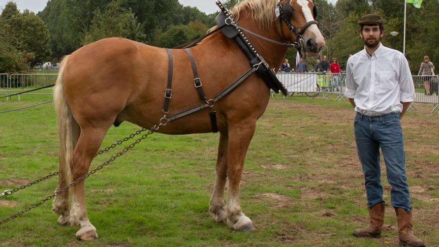 Pepijn van de Sint-Anna Couter, gemend door Leeuwe Van Havermaat, winnaar van de Vlaams Paard wedstrijd.