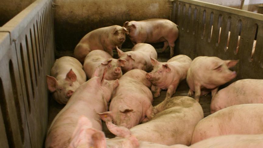 Voor de hele varkensvleesketen is Afrikaanse varkenspest een groot gevaar.