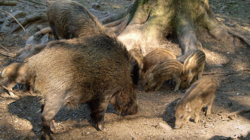 Afrikaanse varkenspest is gevonden bij everzwijnen, maar nog niet in de varkenshouderij. Toch sloten al diverse landen hun grenzen voor Belgisch varkensvlees.