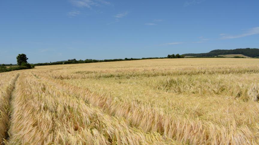 De graanoogst wordt op veel plekken in de EU gedrukt door droogte.
