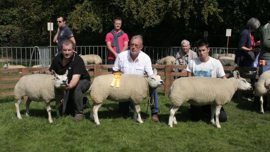 Drie volwassen afstamming, Depelseneer J&M, Vollezele.