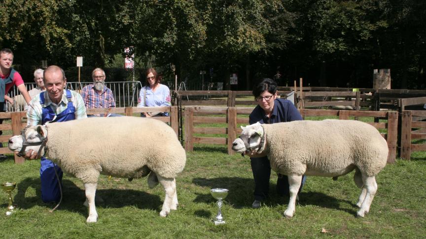 Oude ram kampioen: 4099-0250, Van Lier J, Nieuwenrode; Reserve: 00228-06860, Vanrompaey J&A, Kapelle-op-den-Bos.
