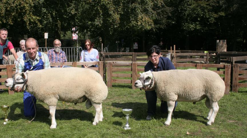 Oude ram kampioen: 4099-0250, Van Lier J, Nieuwenrode; Reserve: 00228-06860, Vanrompaey J&A, Kapelle-op-den-Bos.