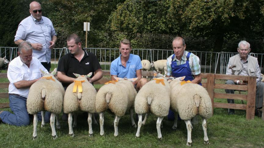 Vijf beste ooilammeren: 4140-0383/0399, Depelseneer J&M, Vollezele; 4099-0274/0275/0279, Van Lier J, Nieuwenrode.