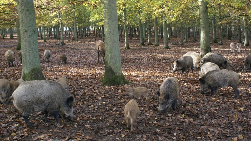 De Afrikaanse varkenspest werd eerder gevonden in Luxemburg, maar is nu ook in Limburg vastgesteld.