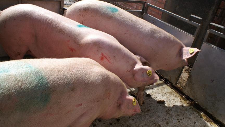 Ducarme wil met drastische maatregelen voorkomen dat Afrikaanse varkenspest zich verspreid van everzwijnen naar de varkenshouderij.