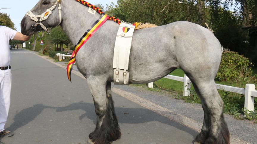 Lelie van Luchteren,eerste prijs bij de merries geboren in 2011en tevens dagkampioene. Eig.: Stal Van Doorselaere, Drongen.