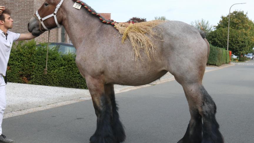 Liya van Malderen van Vlaams Brabant, eerste prijs bij de merrieveulens geboren in 2016. Eig.: Luc & Ignace Imschoot, Beervelde.